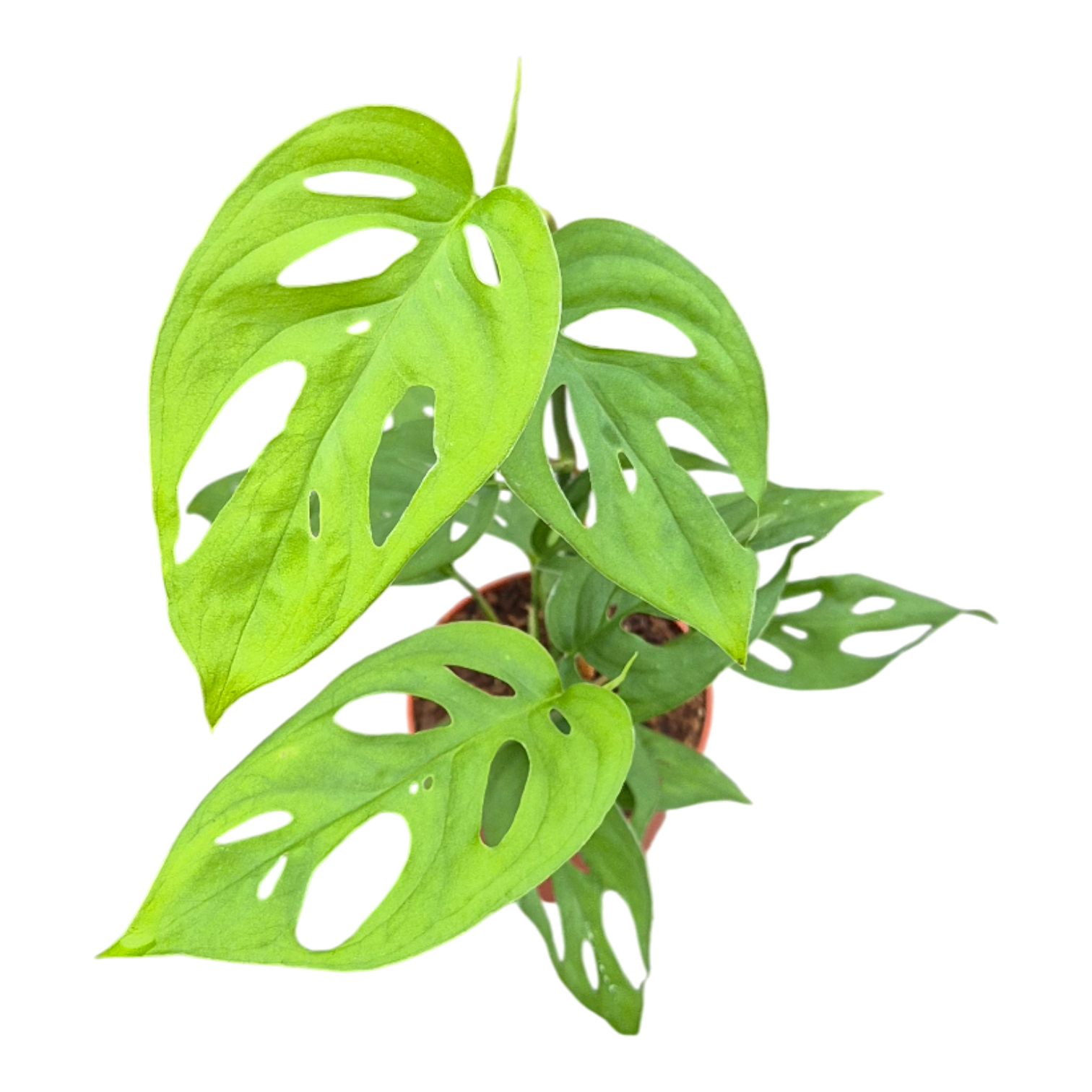 Casa Botanica Monstera Variegated Pack of 5
