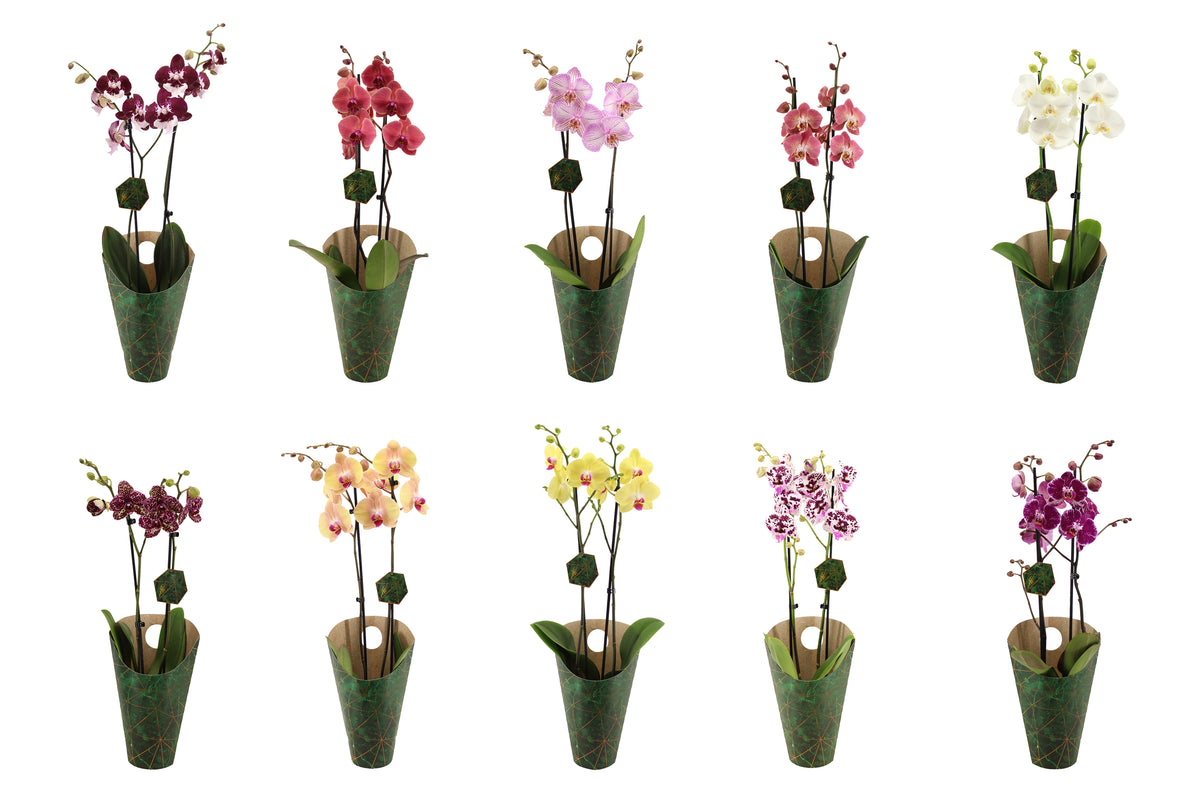 Phalaenopsis Hybrid 60cm 12cm Pot