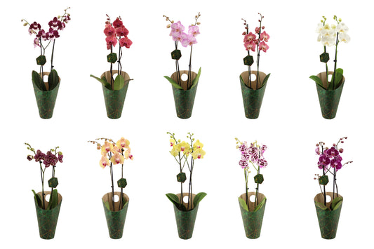 Phalaenopsis Hybrid 60cm 12cm Pot