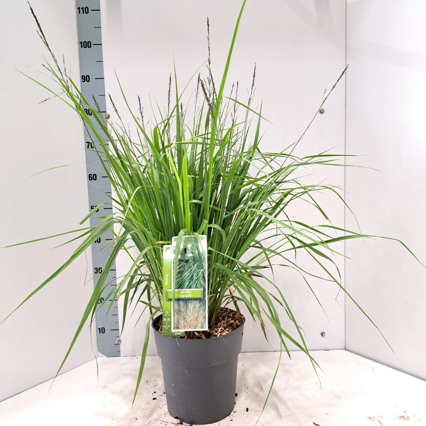 Molinia arundinacea 85cm 23cm Pot