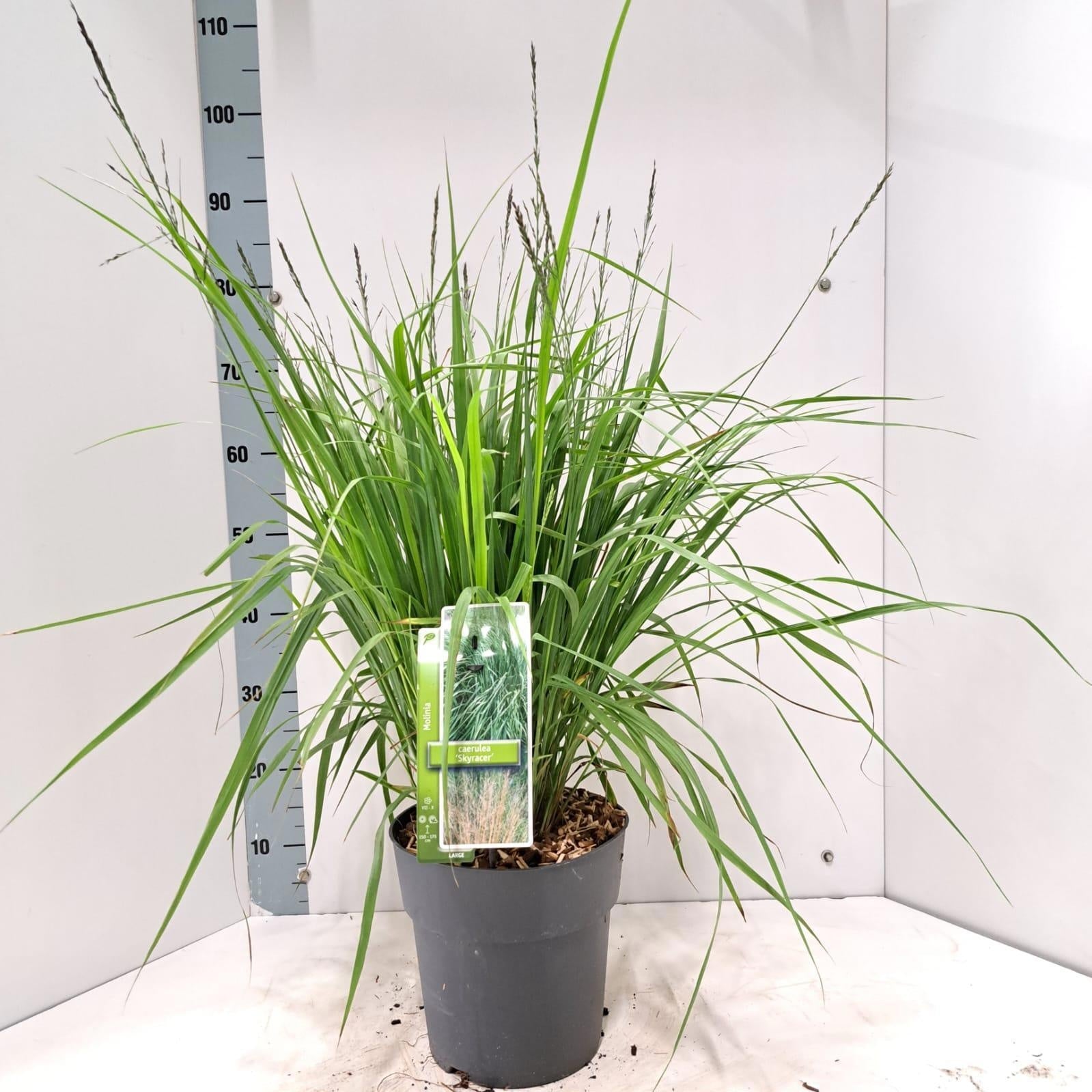 Molinia arundinacea 85cm 23cm Pot
