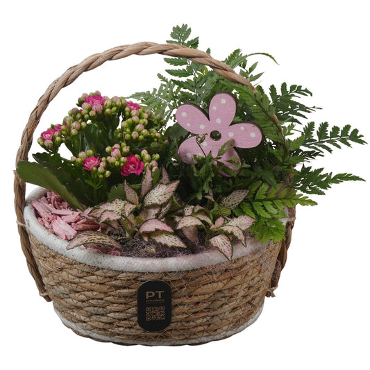 Indoor arrangement 25cm 20cm Pot
