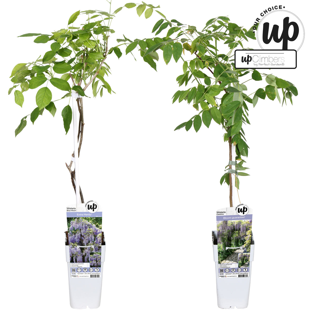 Wisteria Hybrid mix 70cm 15cm Pot