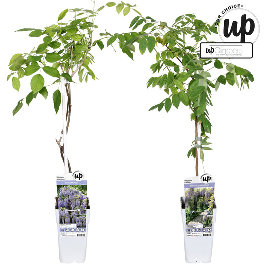 Wisteria Hybrid mix 70cm 15cm Pot