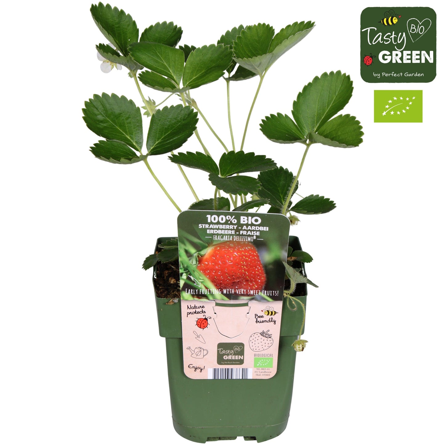 Fragaria ana. Delizz 30cm 13cm Pot