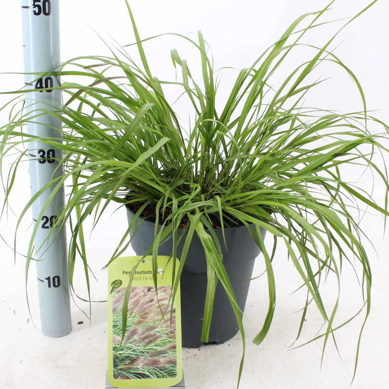 Pennisetum alopecuroides 35cm 23cm Pot