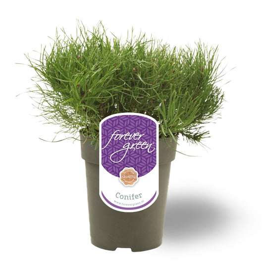 Pinus thunbergii 30cm 15cm Pot