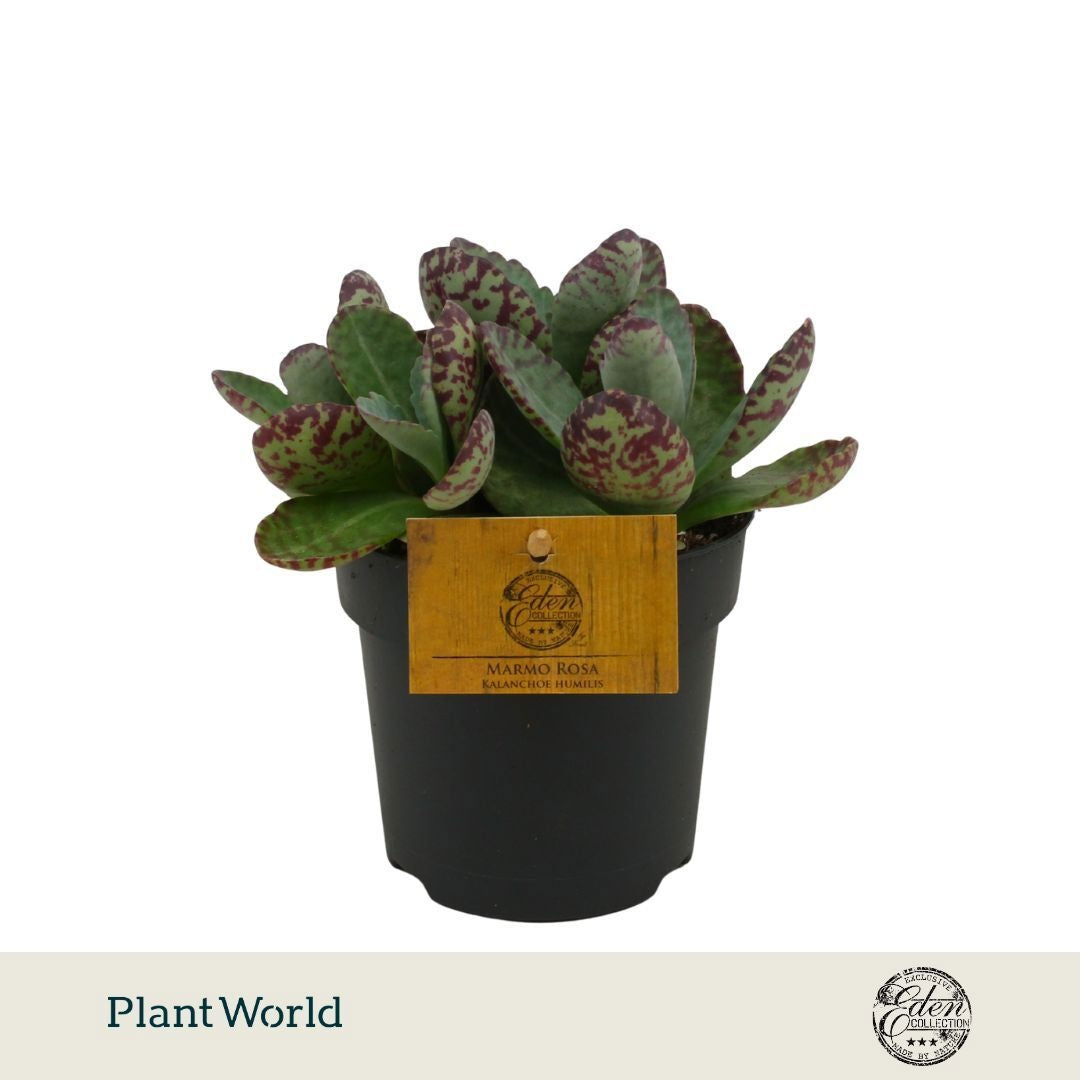 Kalanchoe hum. Surprising Desert 30cm 12cm Pot