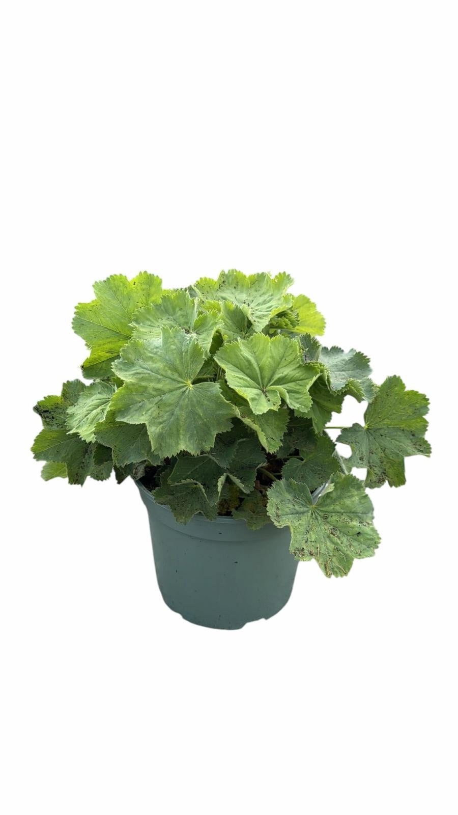 Alchemilla mollis 30cm 19cm Pot