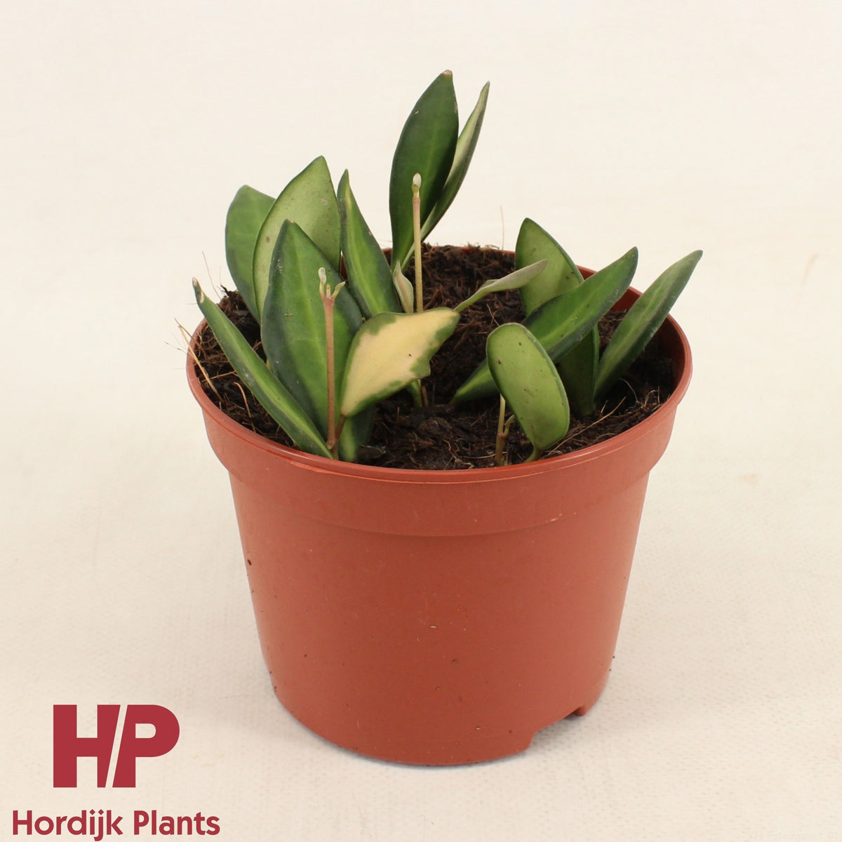 Hoya australis 12cm Pot