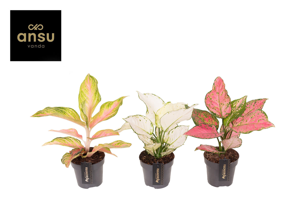Aglaonema mix 30cm 12cm Pot