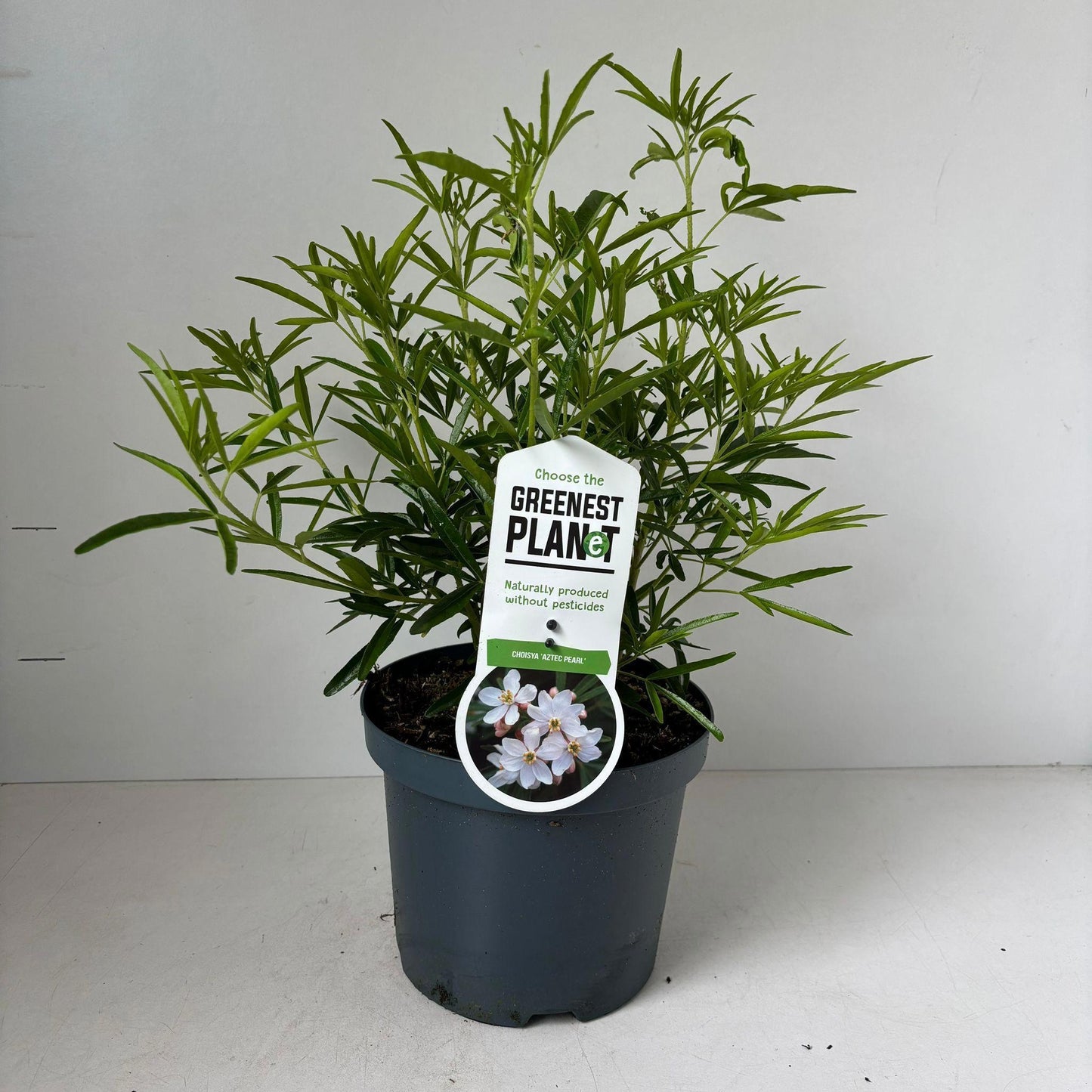 Choisya Aztec Pearl 40cm 19cm Pot
