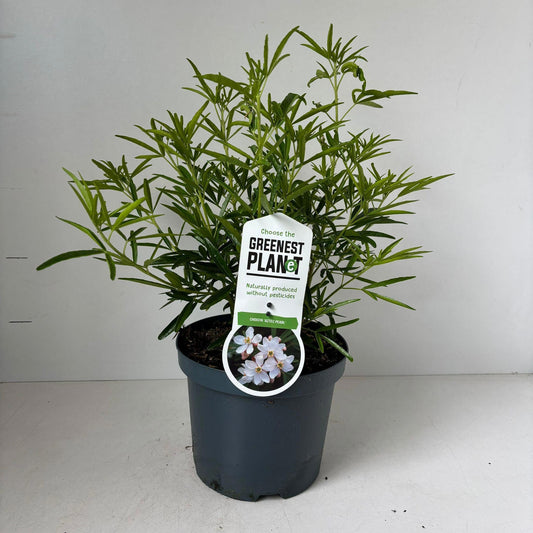 Choisya Aztec Pearl 40cm 19cm Pot