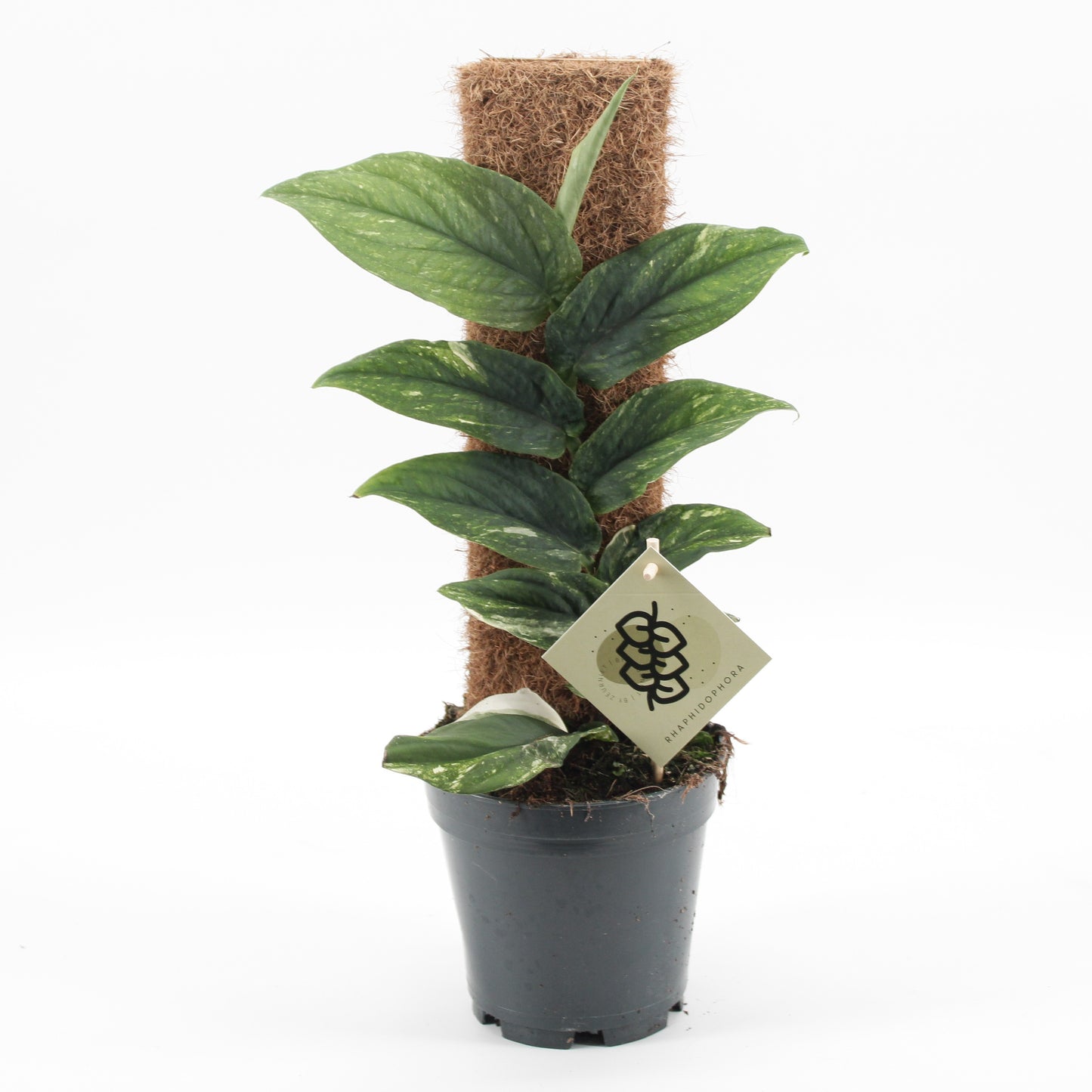 Zeur Niet, kwekerij Rhaphidophora korthalsii Variegata Pack of 4