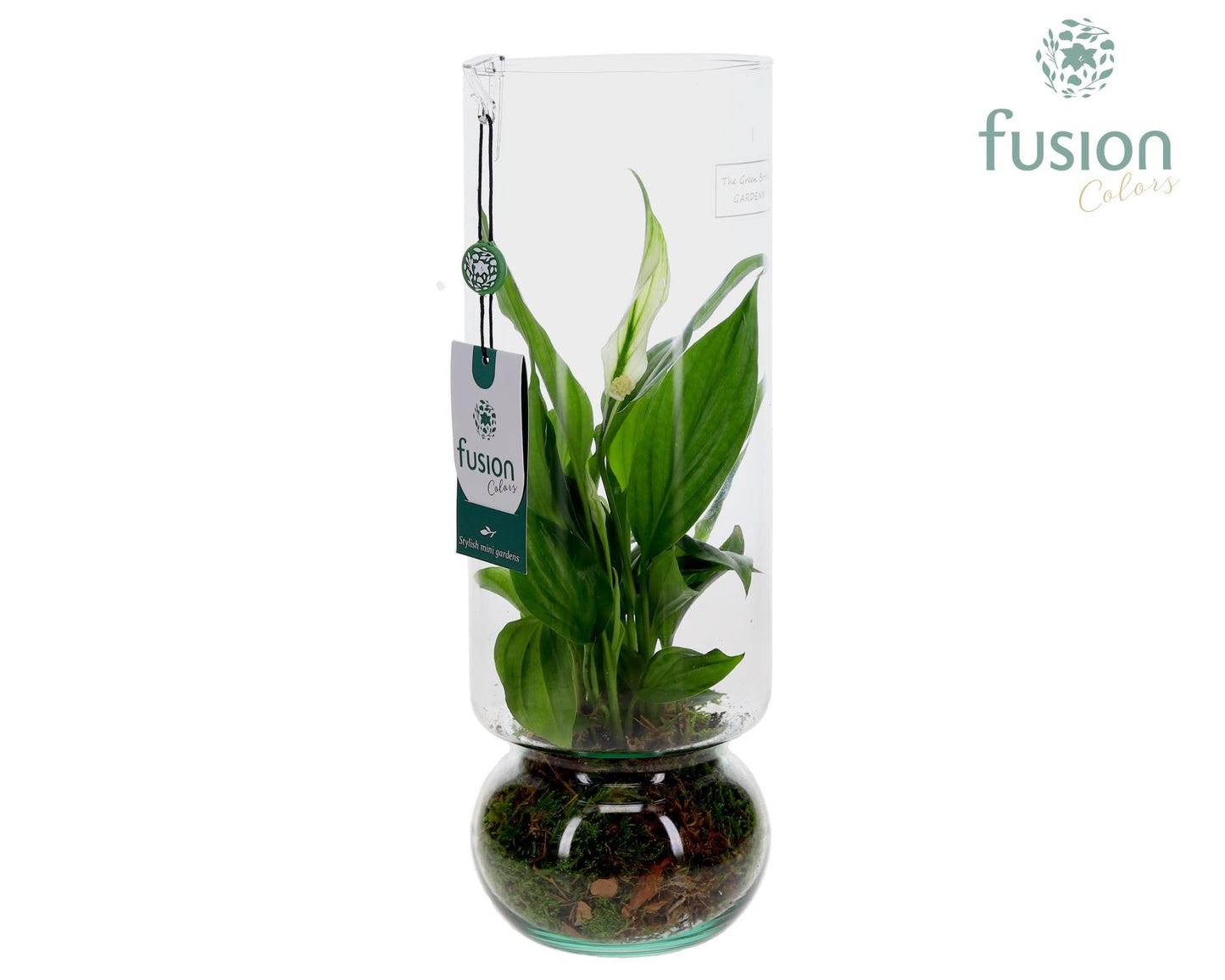 Fusioncolors BV Green Bottle Angelica Large met Spathiphyllum Pack of 6