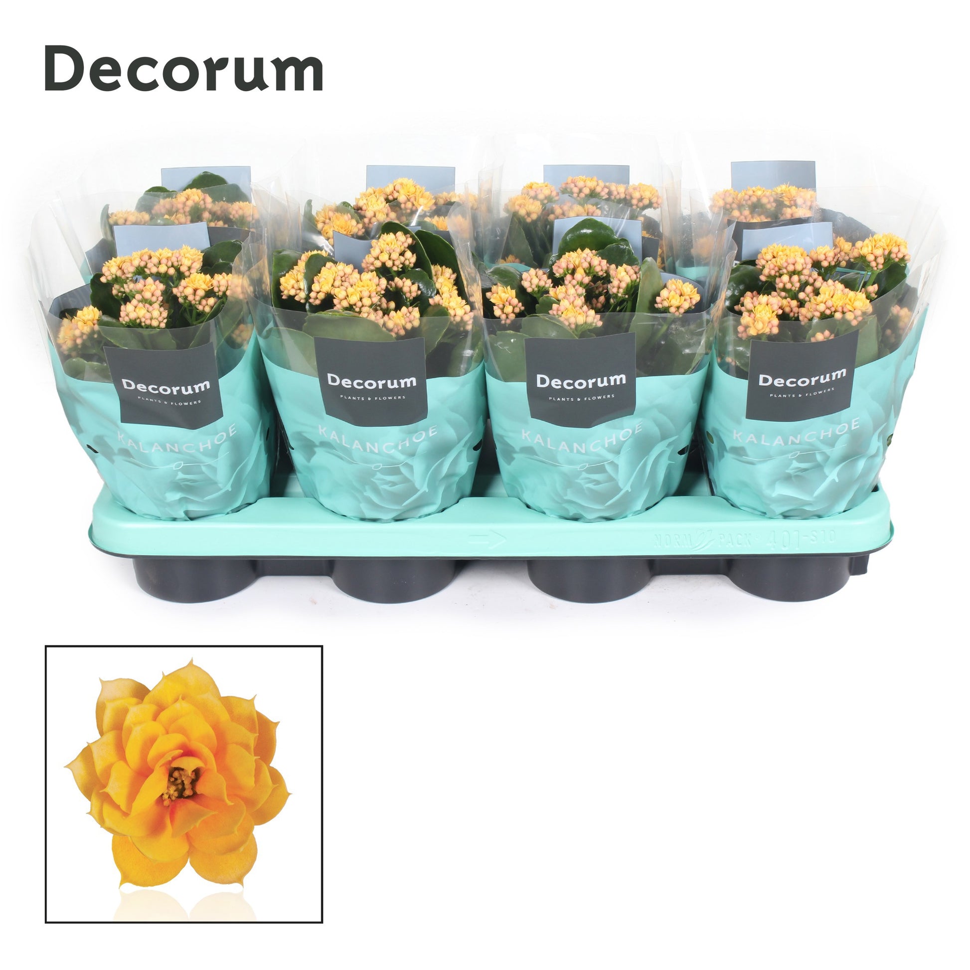 Kalanchoe Serenity Gold 24cm 12cm Pot