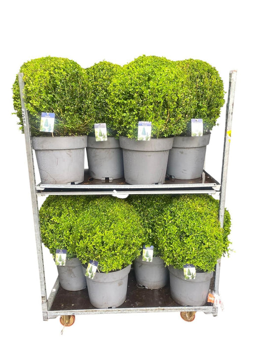 Buxus sempervirens ball 70cm 40cm Pot