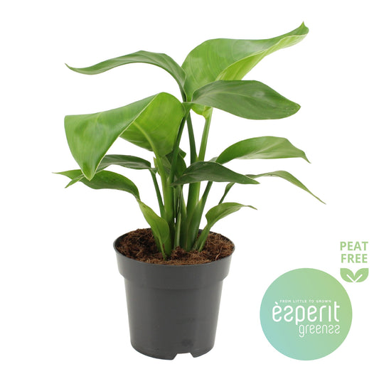 Esperit Plants Strelitzia nicolai Pack of 8