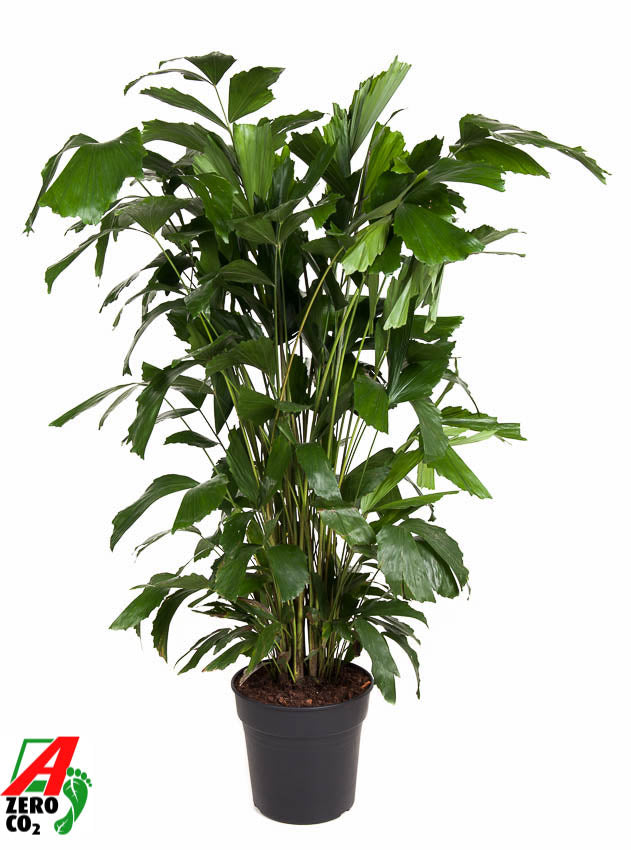 Ammerlaan Green Innovator Caryota mitis Pack of 1