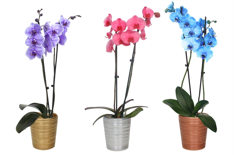Phalaenopsis Hybrid 55cm 12cm Pot