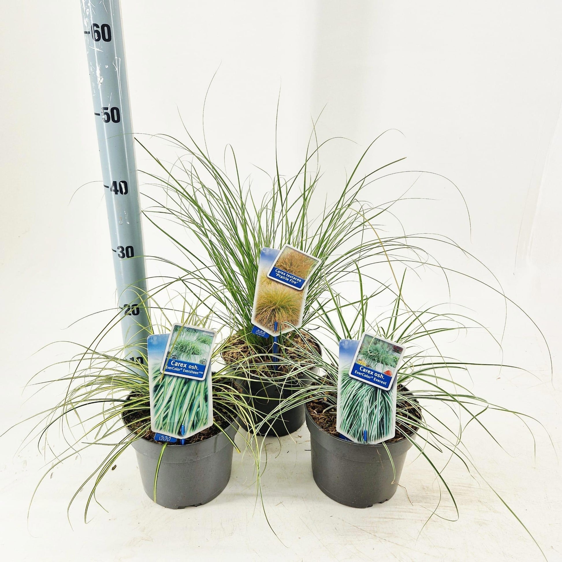 Carex osh. Evercolor mix 35cm 17cm Pot
