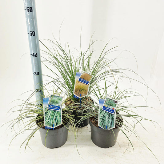 Carex osh. Evercolor mix 35cm 17cm Pot