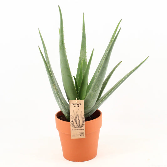 Aloe vera 55cm 21cm Pot