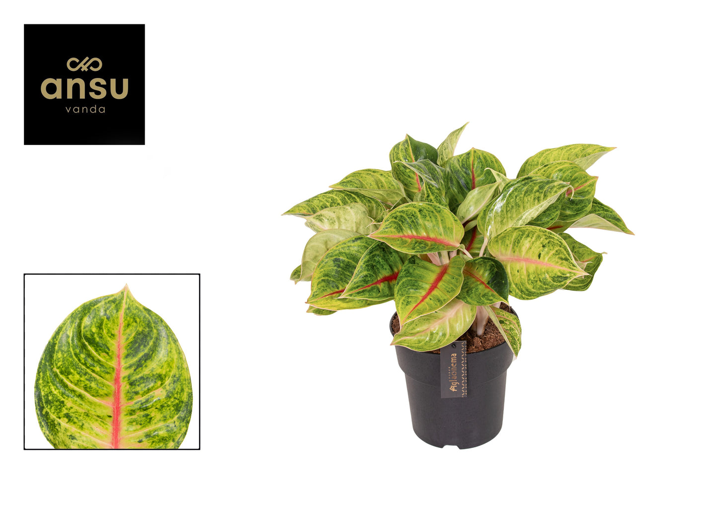 Aglaonema Red Siam 50cm 19cm Pot