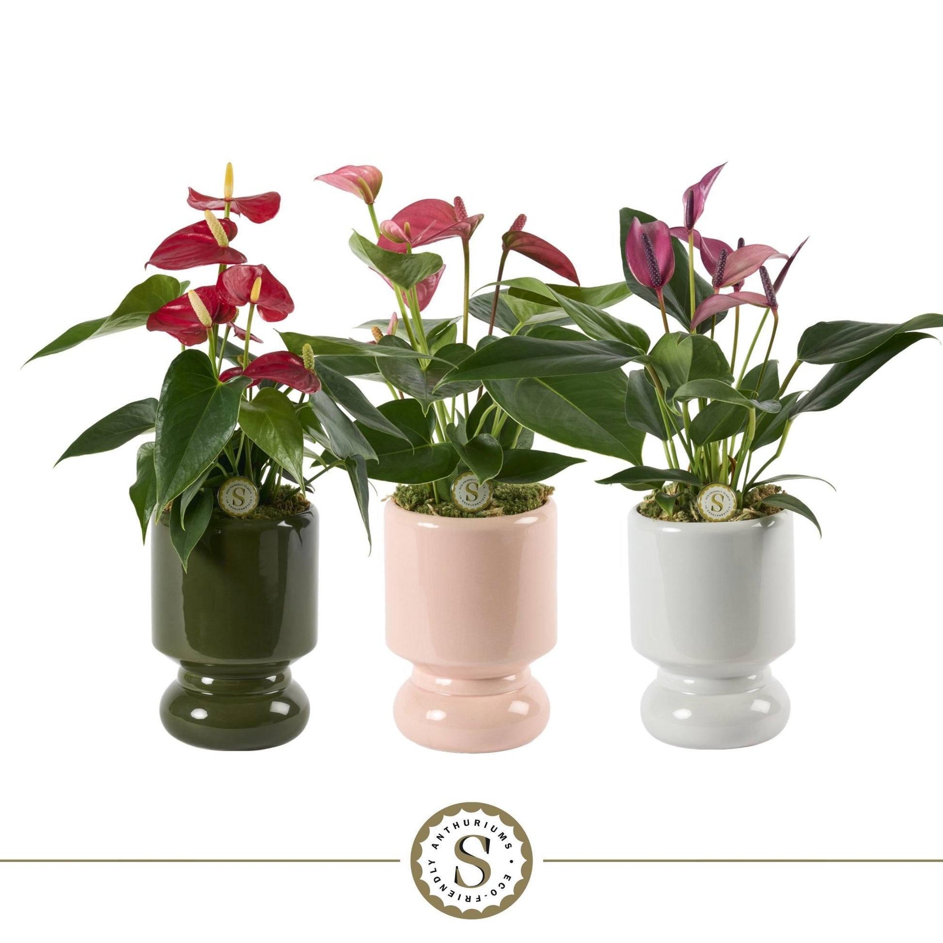 Anthurium mix 25cm 9cm Pot