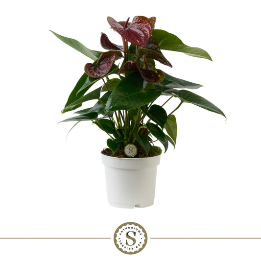 Anthurium Essencia 40cm 12cm Pot