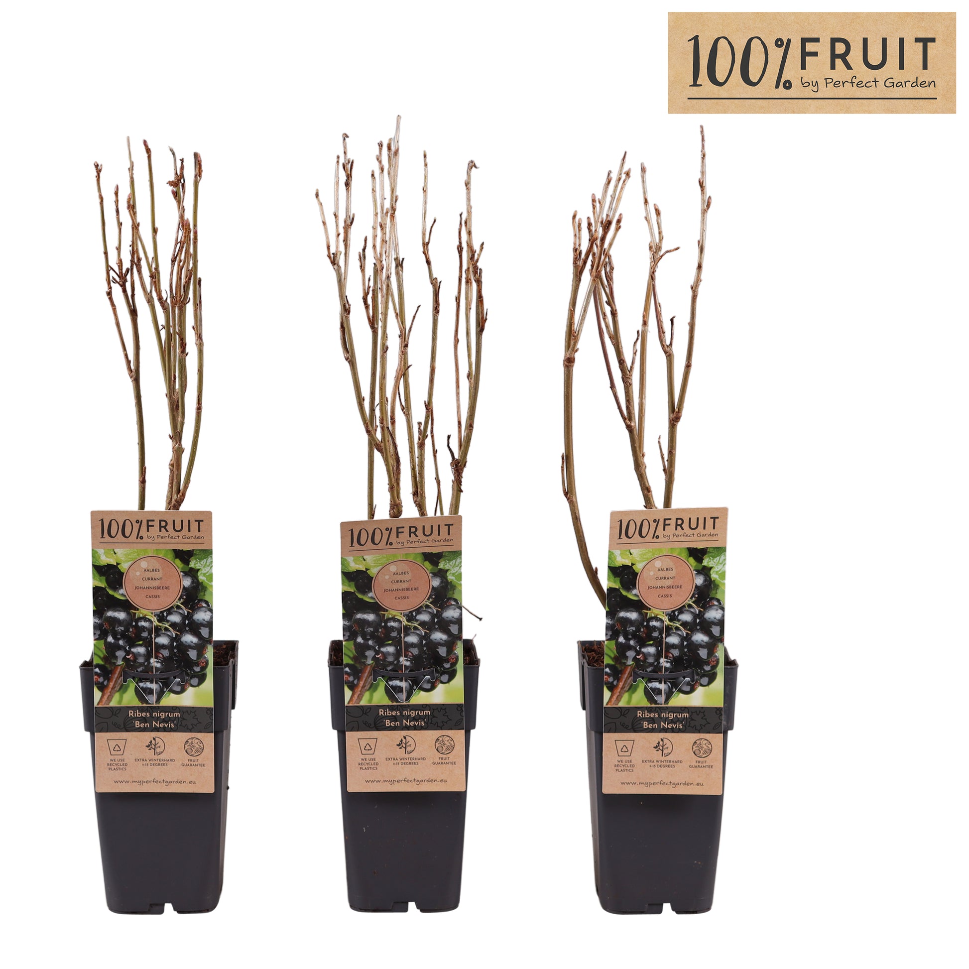 Ribes nigrum 65cm 15cm Pot