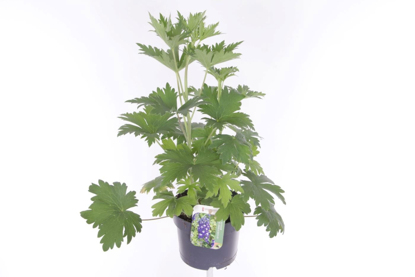 Delphinium Magic Fount. D.blue Darkbee 50cm 17cm Pot