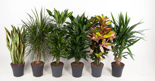 Foliage houseplants mix 100cm 24cm Pot