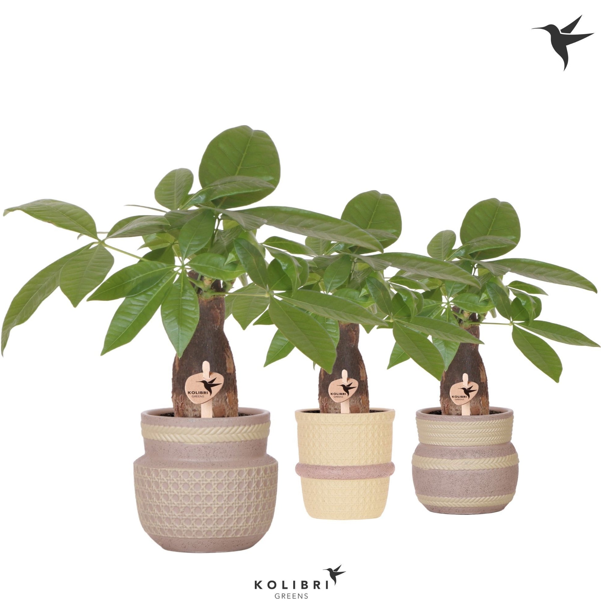 Pachira aquatica 32cm 9cm Pot