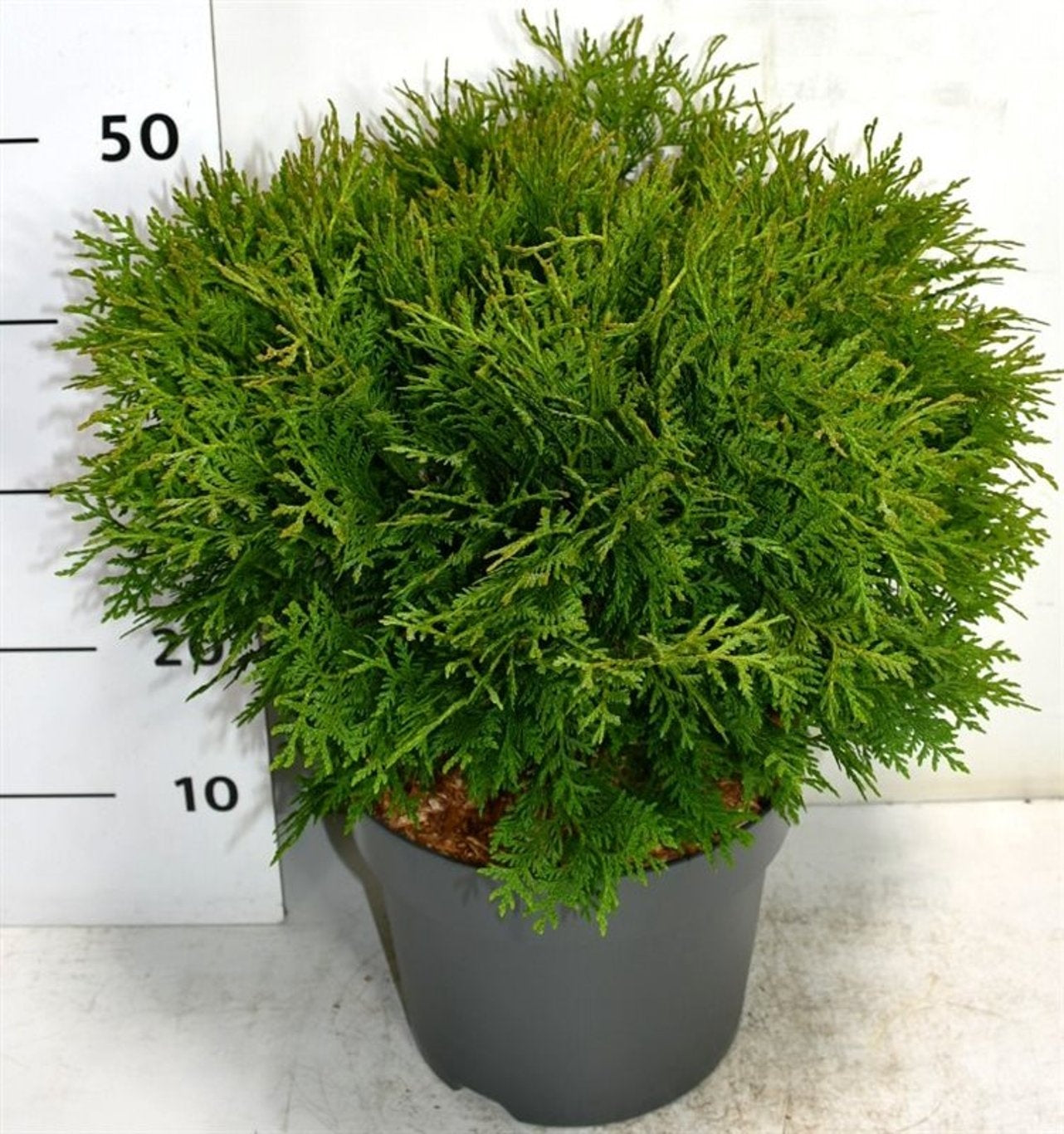 Bloemenkampen BV, Hkw. de Thuja occidentalis Woodwardii Pack of 1