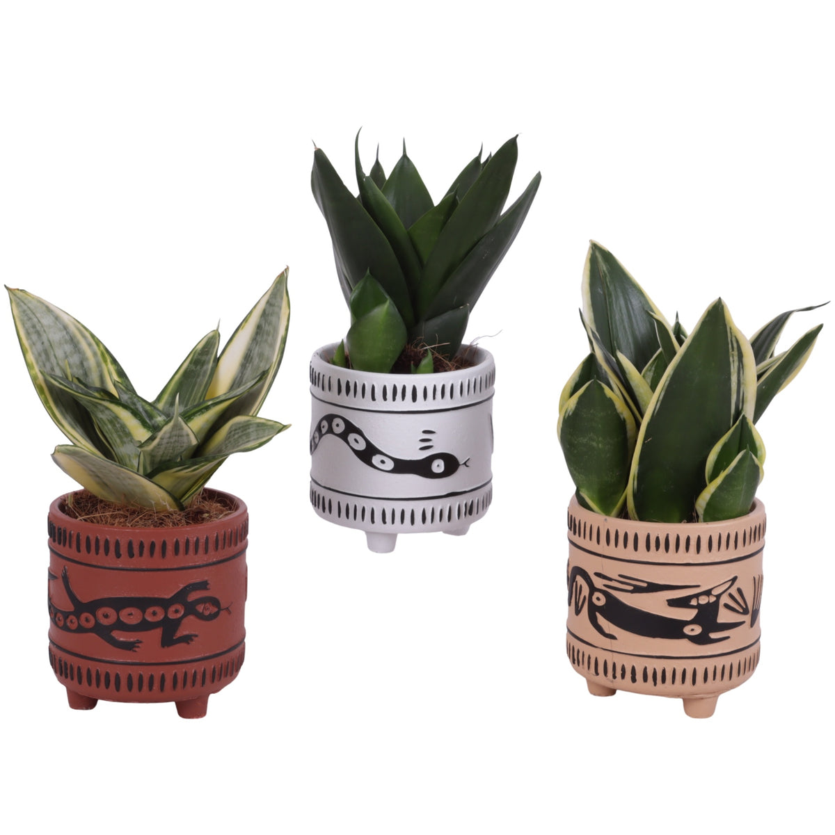Sansevieria trifasciata 25cm 10cm Pot