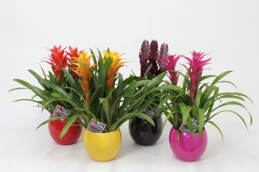 Bromelia mix 50cm 16cm Pot