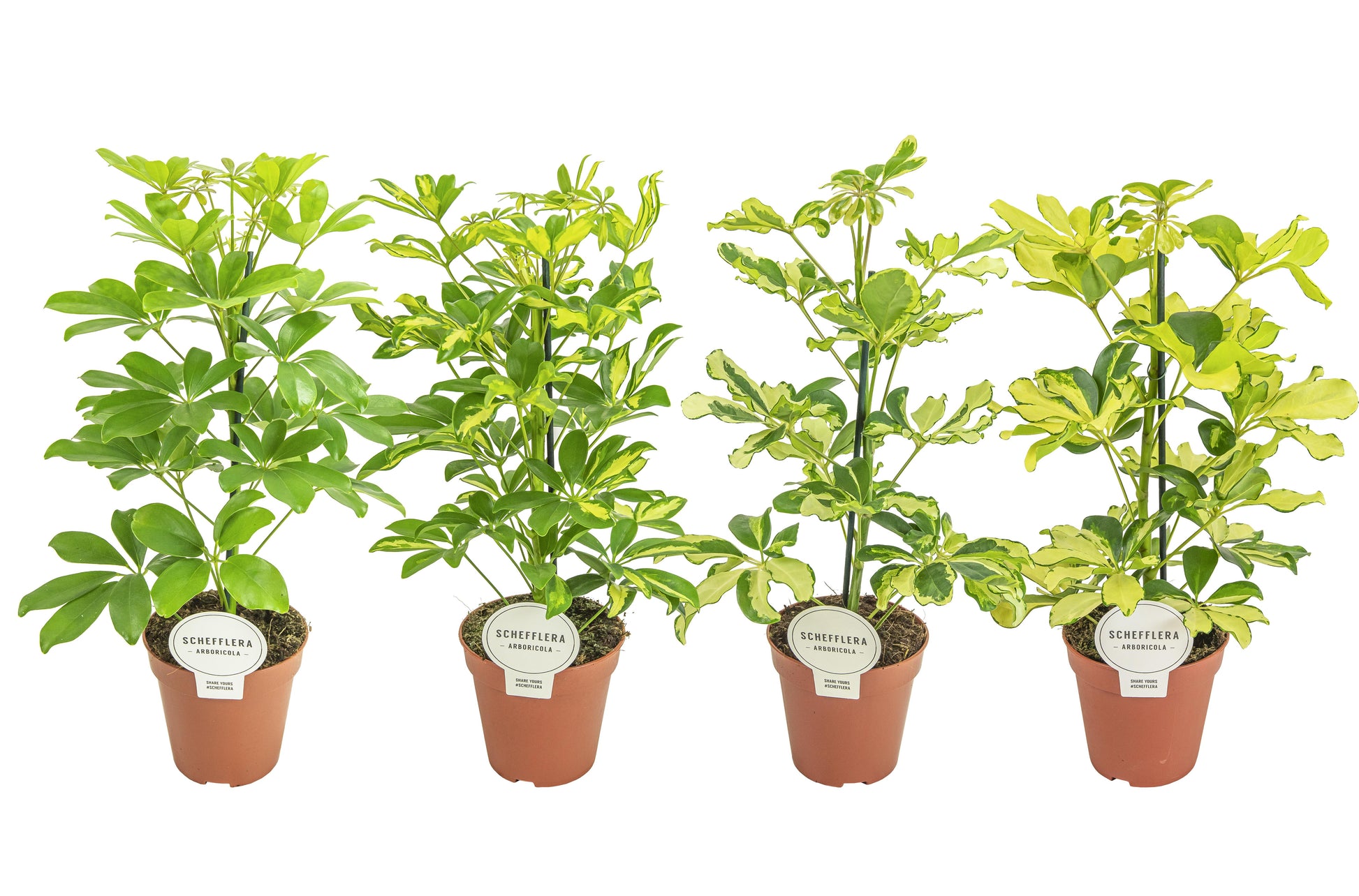 Schefflera Mme De Smet braided 45cm 13cm Pot