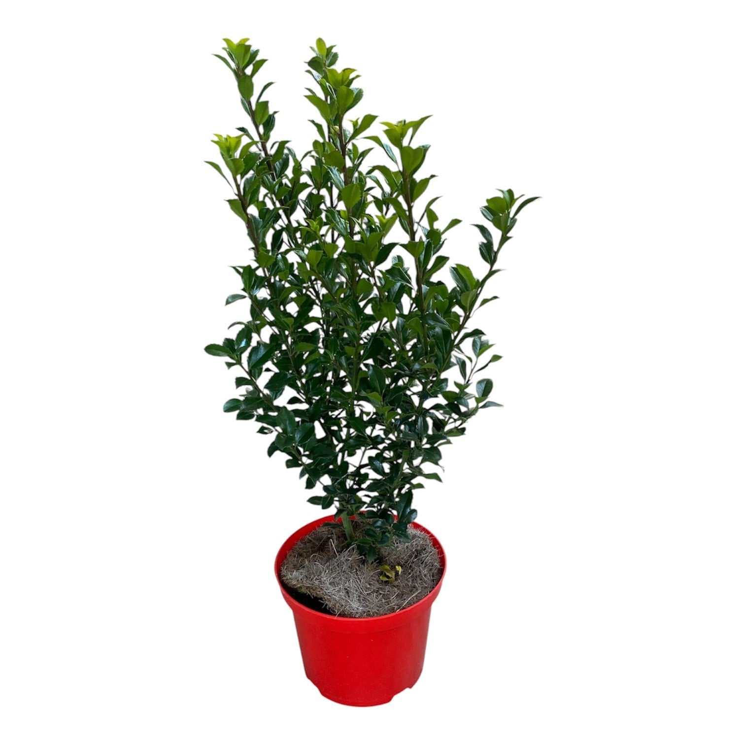 Ilex mes. Heckenpracht 80cm 21cm Pot