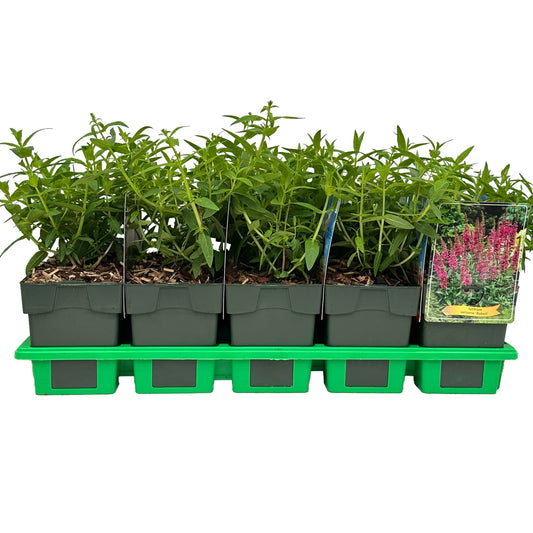 Lythrum sal. Robert 25cm 11cm Pot