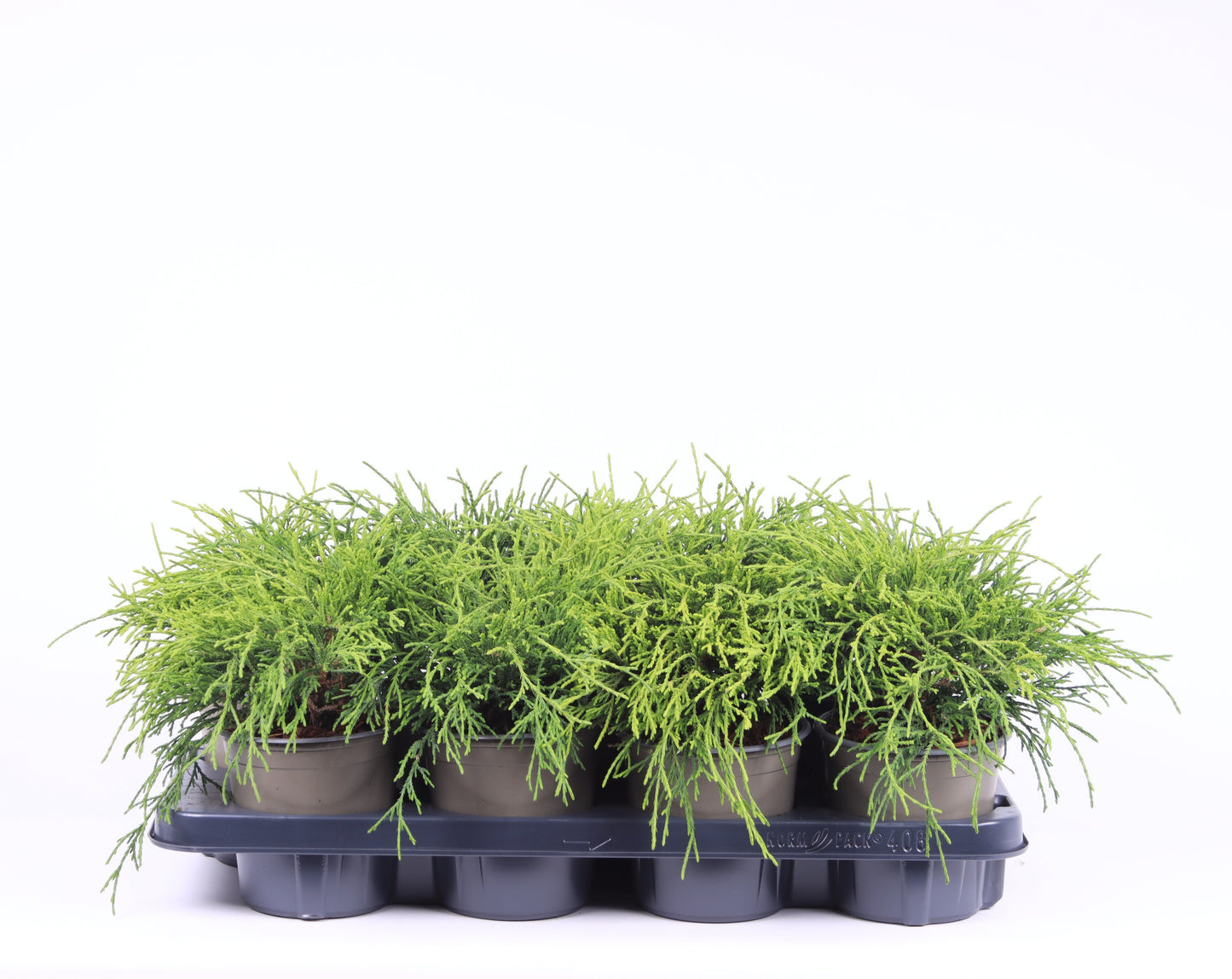 Chamaecyparis Sungold 25cm 13cm Pot