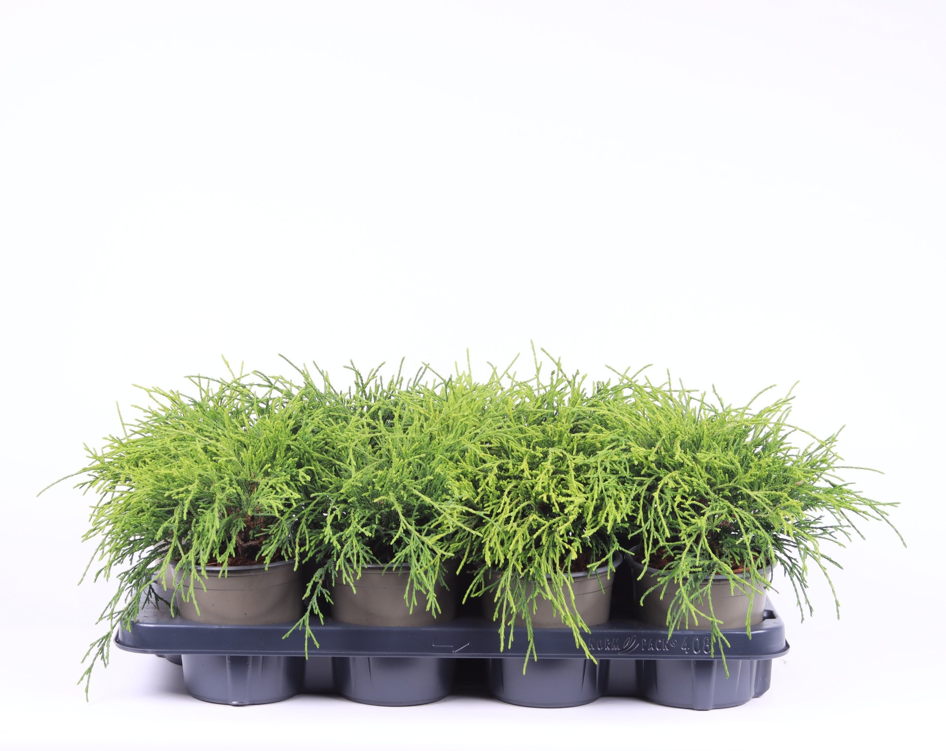 Chamaecyparis Sungold 25cm 13cm Pot