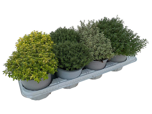 Garden Herbs mix 25cm 14cm Pot