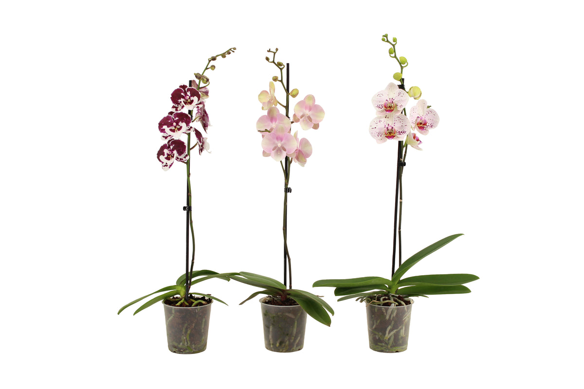 Phalaenopsis mix 60cm 12cm Pot