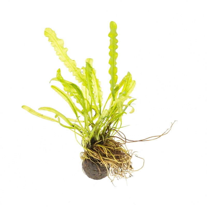 Aponogeton undulatus 5cm 2cm Pot