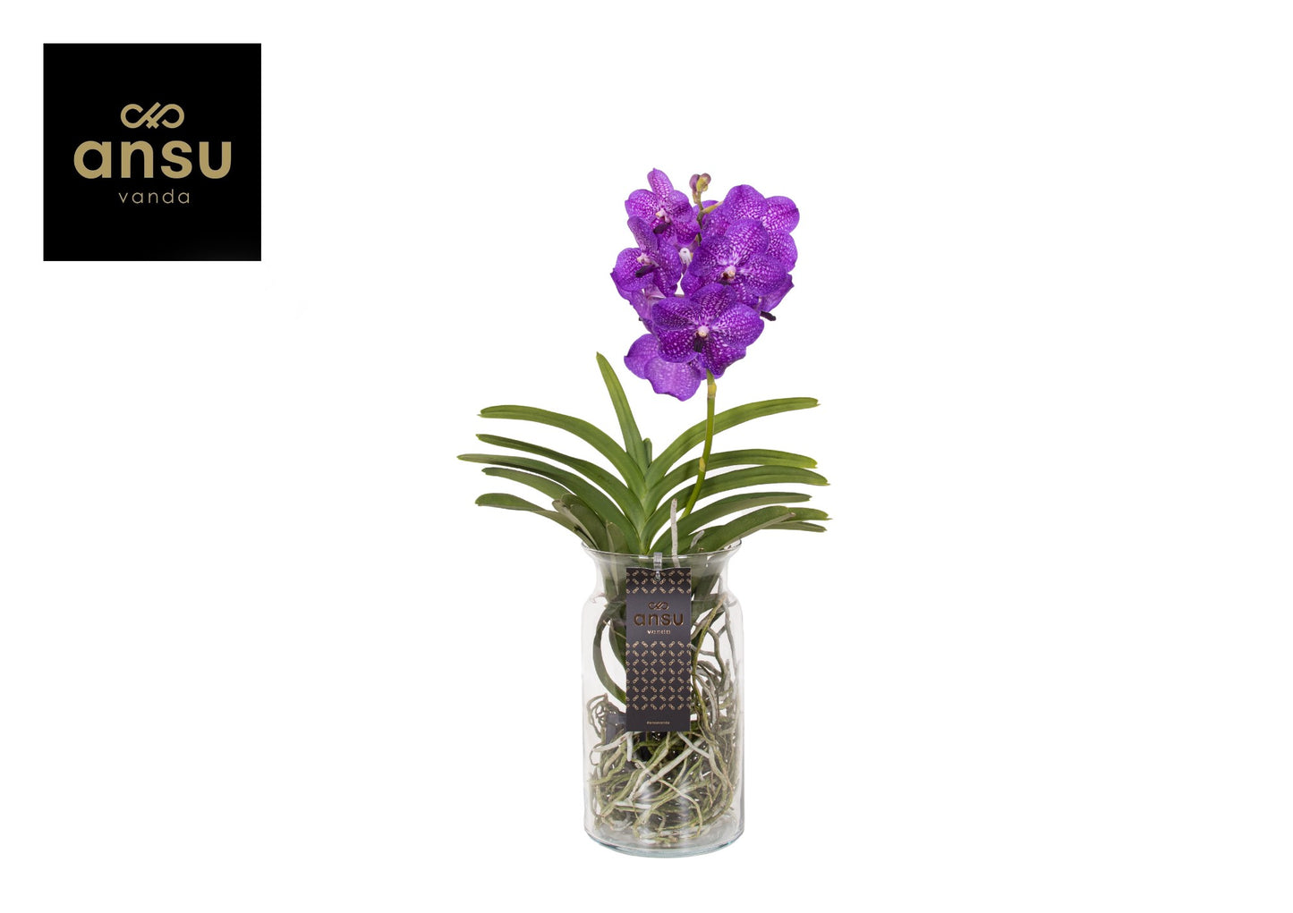 Vanda Bose XL blue 60cm 15cm Pot