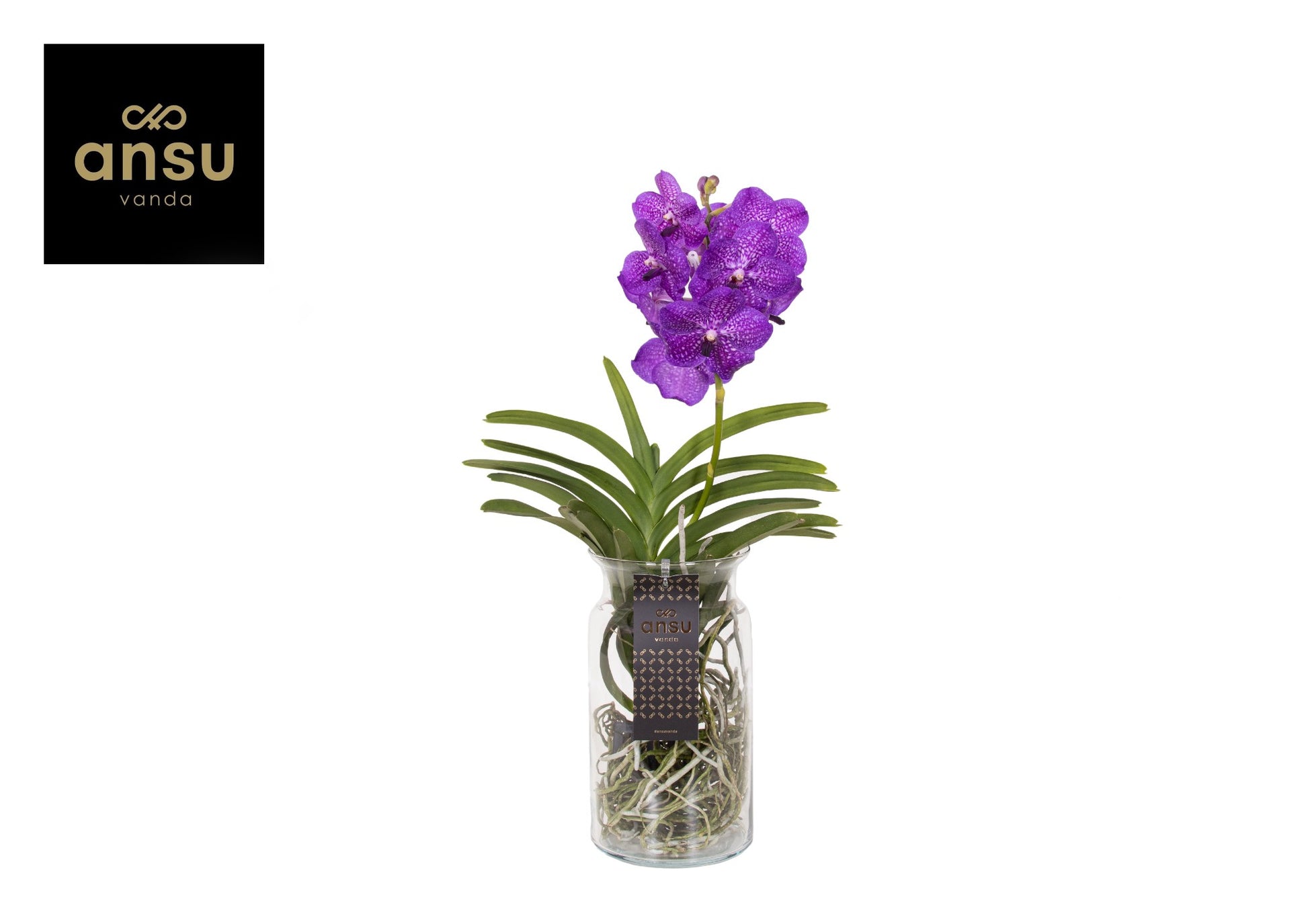 Vanda Bose XL blue 60cm 15cm Pot