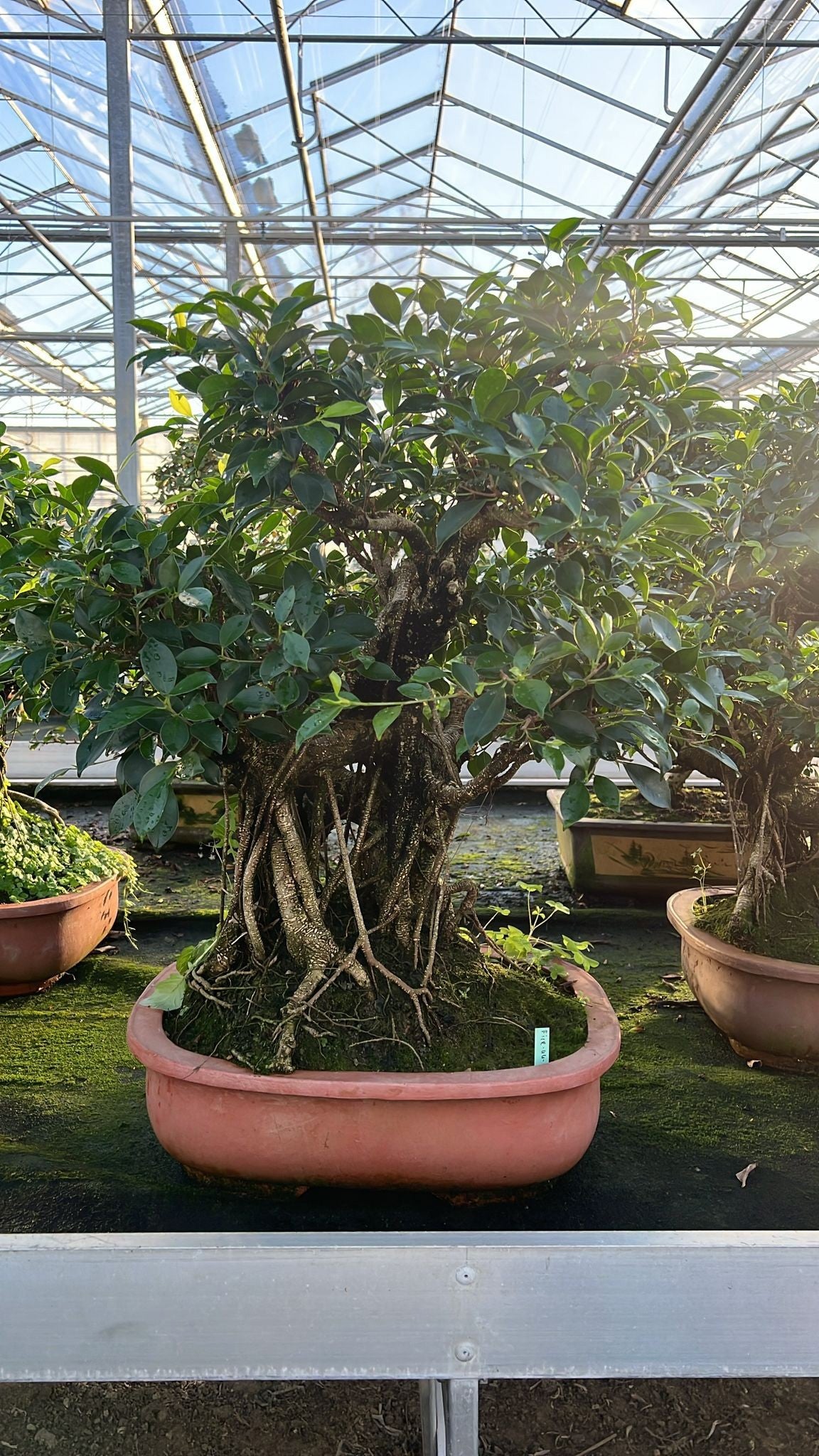 Bonsai Mix 80cm 44cm Pot