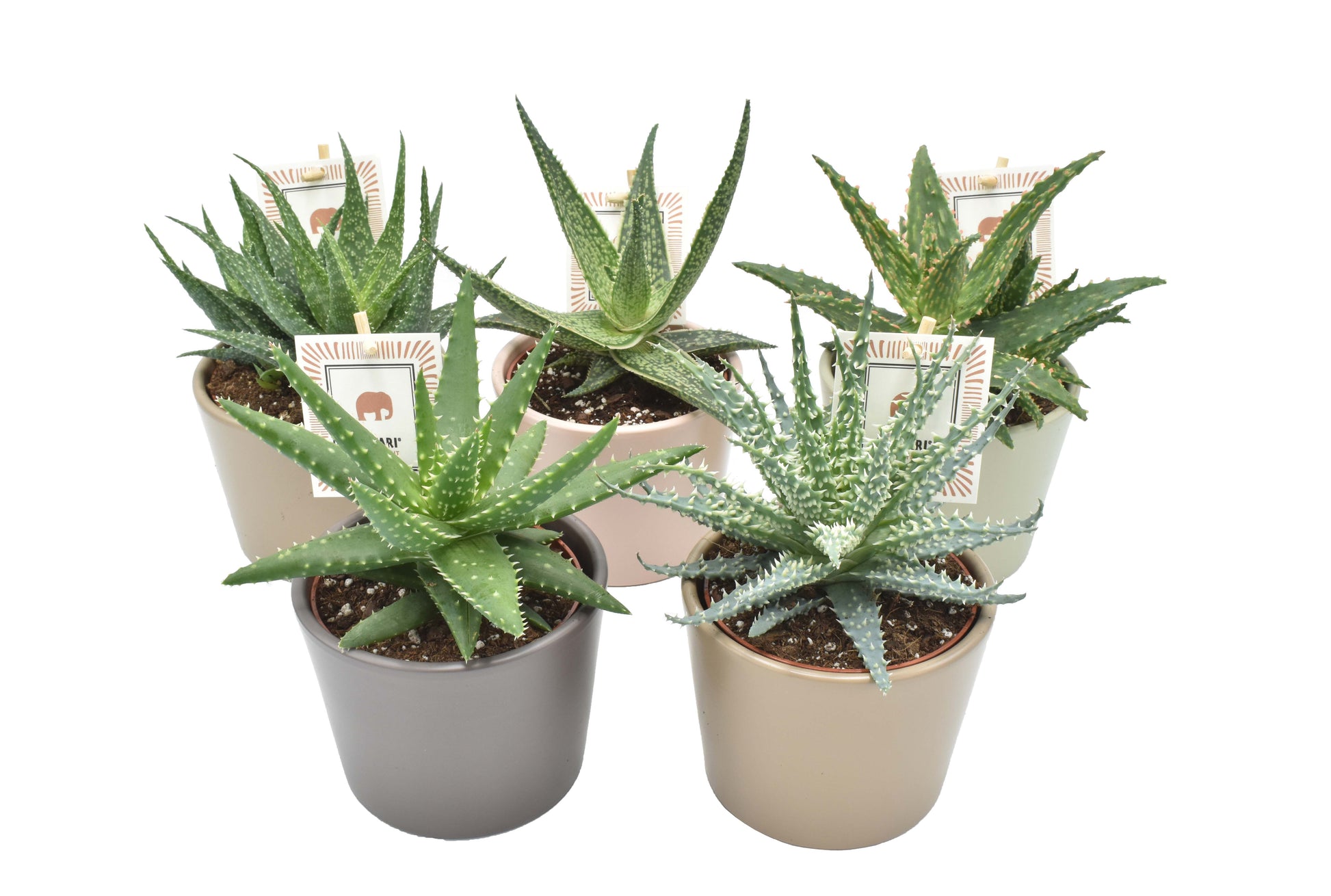 Succulenten mix (+ drp.magnetic) 14cm 12cm Pot