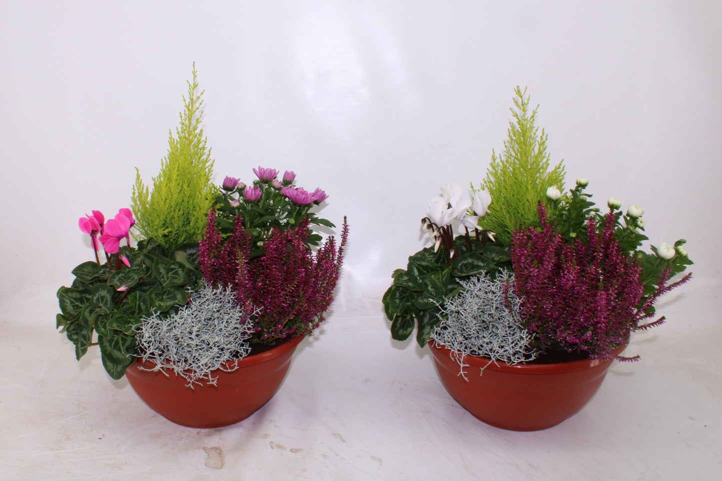 Bedding plants mixpot 45cm 30cm Pot